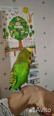 Попугай волнистый