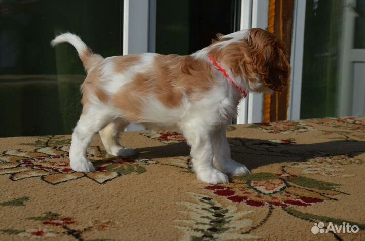 Кавалер Кинг Чарльз спаниель