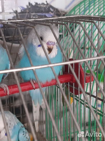 Птенцы волнистого попугая