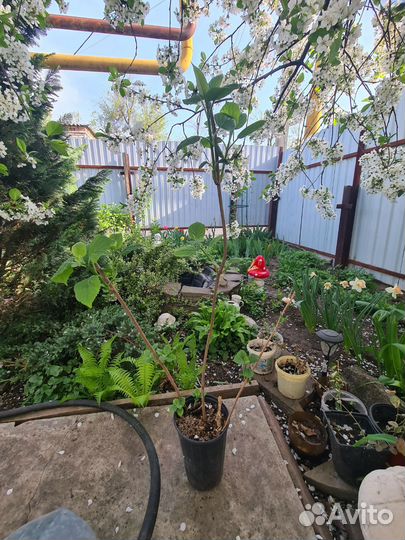 Луковицы нарциссов,Гортензия белая