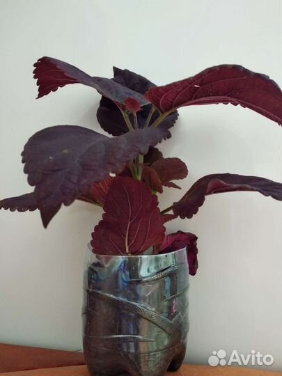 Колеус бордовый