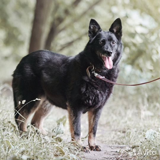 Красавица Рада ждёт хозяина