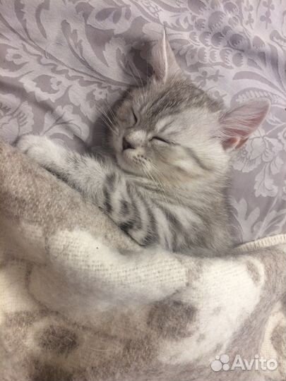 Вязка кот шотландец