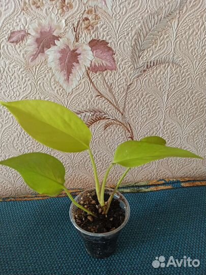 Эпипремнум, филодендрон