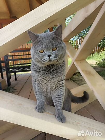 Британский кот