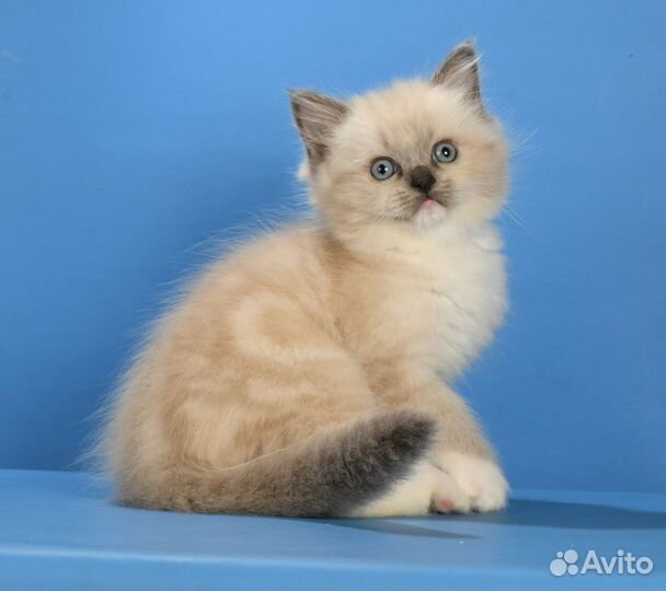 Котики Рэгдолл