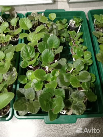 Фиалочки деточки