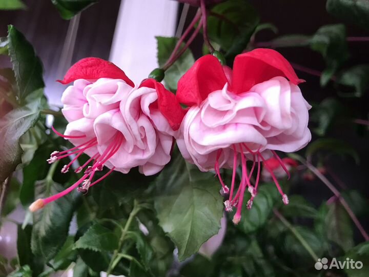 Фуксия сортовая махровая