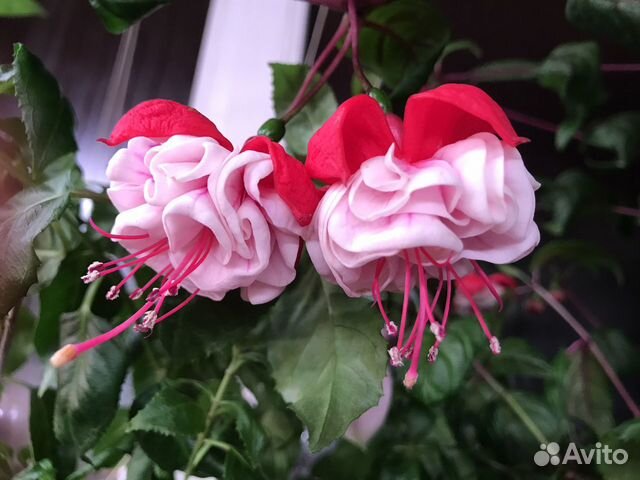 Фуксия сортовая махровая