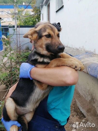 Щенок - подросток в добрые руки