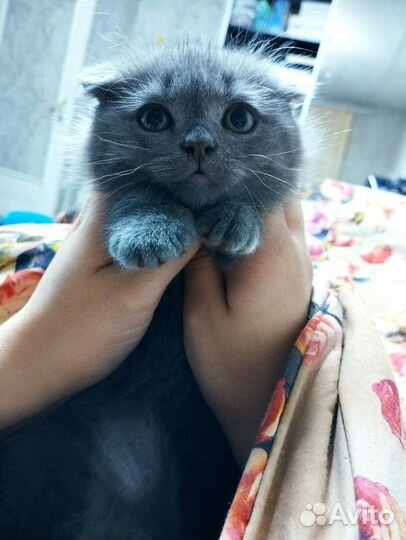 Шотландский вислоухий