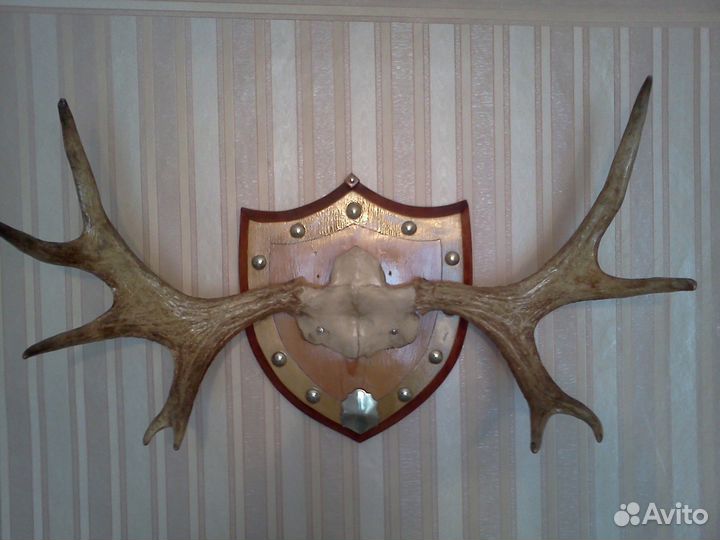 Рога сохатого