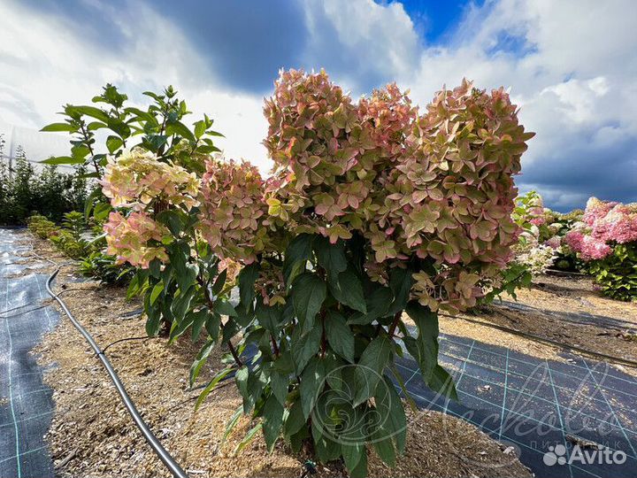 Гортензия Металика