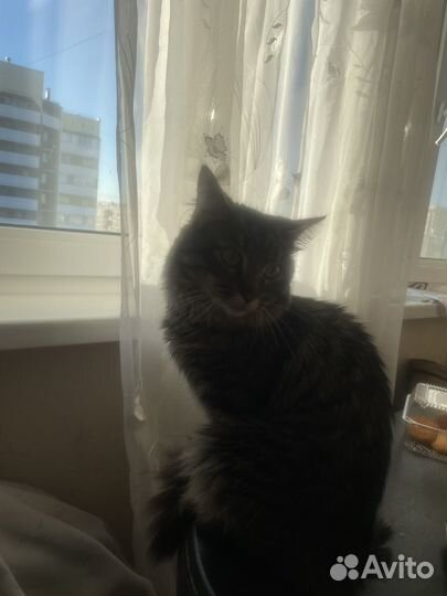 Кот