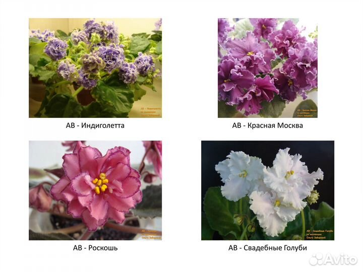 Фиалки. Продаются детки сортовых фиалок