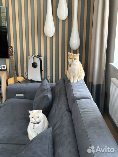 Отдадим в хорошие руки двух кошек