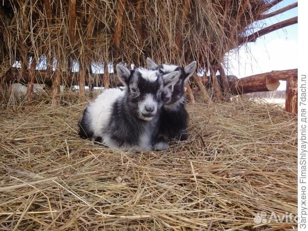 Козлята зааненские и альпийские