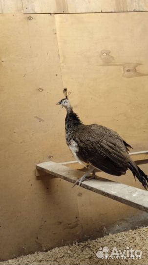 Продаю павлина