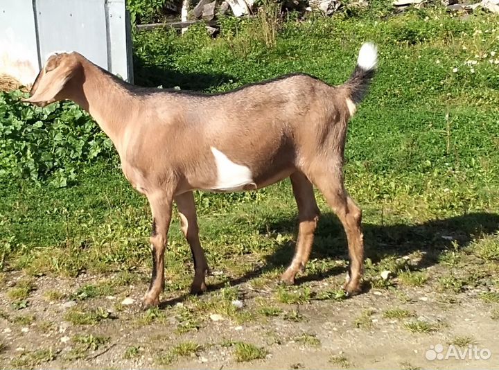 Молодые козочки, козлы