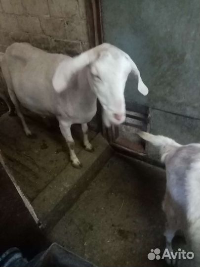 Козы дойные