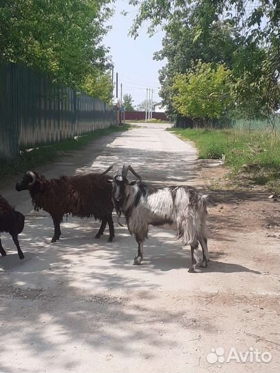 Козлята, козы, овцы
