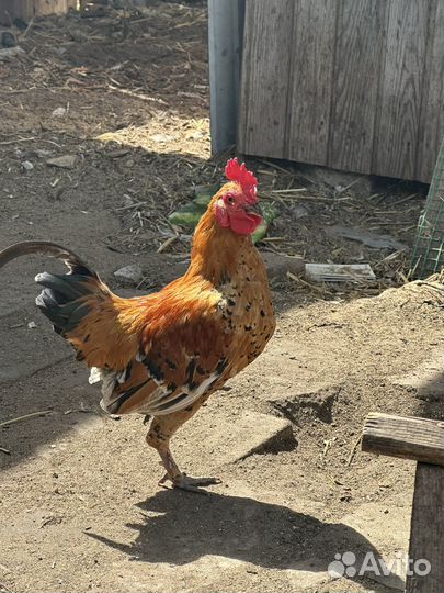 Молодые петухи