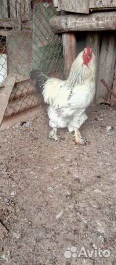 Петухи Брама