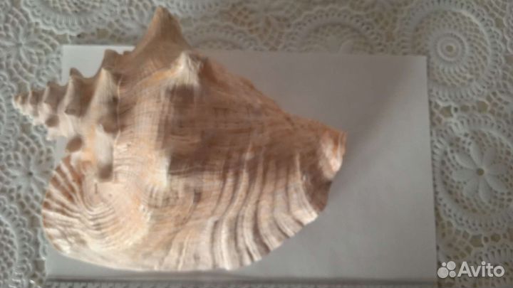 Морские раковины