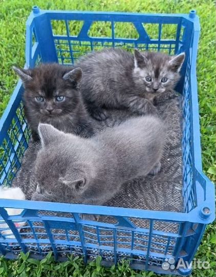 Котята в добрые руки