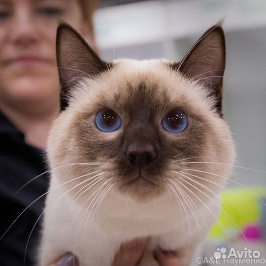 Тайский кот вязка