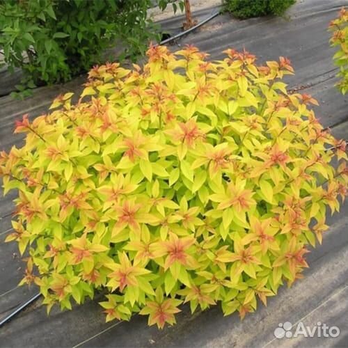 Гвоздика садовая