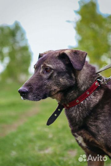 Невероятной нежности собака ищет дом