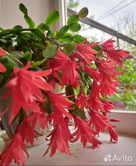 Декабрист сортовой красный и белый