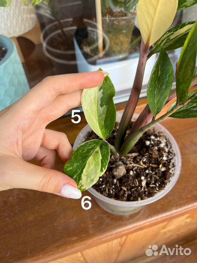 Замиокулькас вариегатный