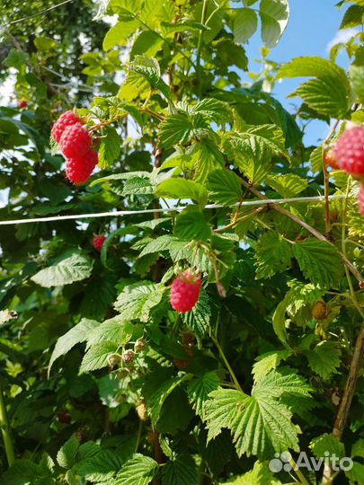 Саженцы малины, крупноплодная