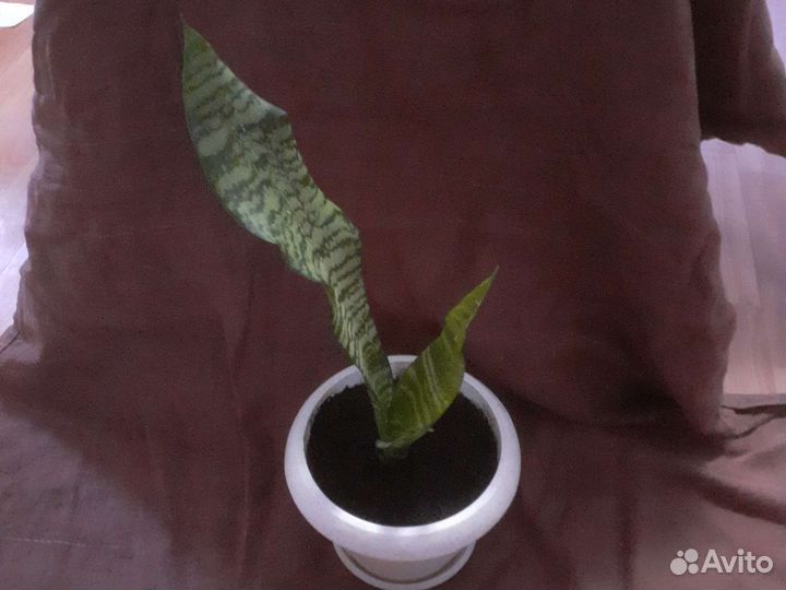 Сансевиерия