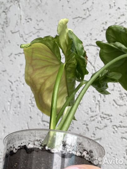 Сингониум Орм тонг вариегатный