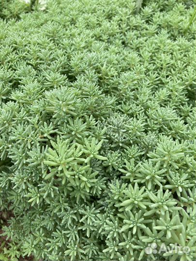 Почвопокровник