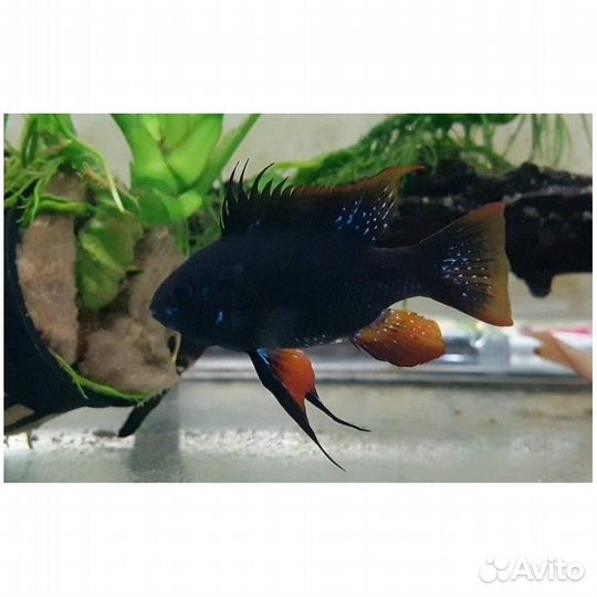 Продам Аквариумных Рыбок. Свое разведение