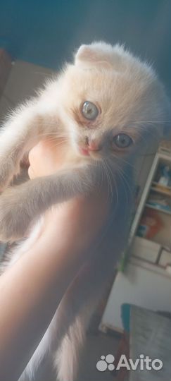 Котенок вислоухий