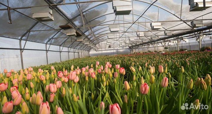Тюльпаны срезка оптом от теплицы