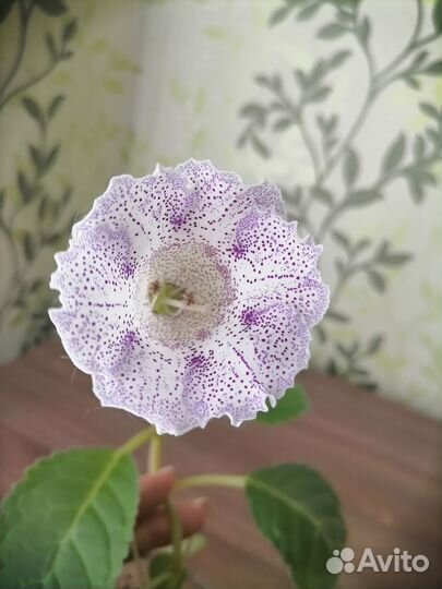 Глоксиния с бутонами