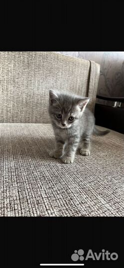 Британские котята