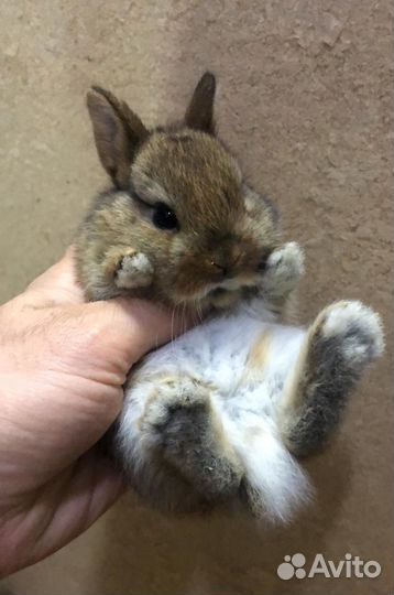 Мини кролики карликовые (заводчики Москвы)