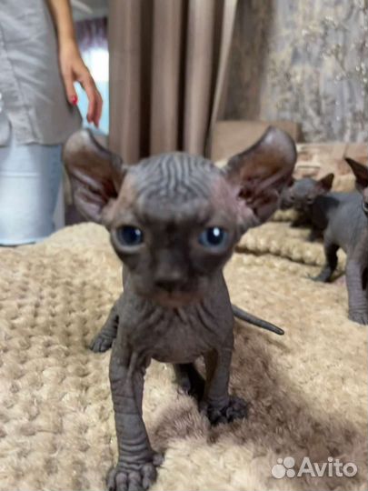 Канадский сфинкс