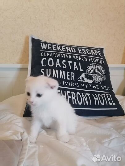 Белый породистый котик