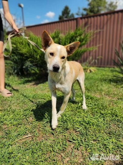 Собака-улыбака в добрые руки