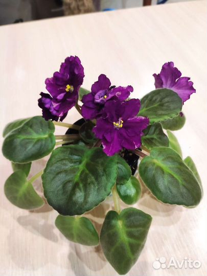 Молодые сортовые фиалки