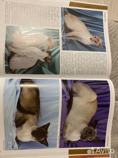 Энциклопедия кошки