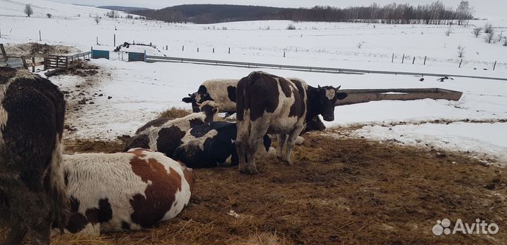 Бычки, телята